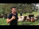 Nicolas Bucher, agriculteur &agrave; &Eacute;curcey &eacute;voque la vache Montb&eacute;liarde - Label : L'Est Républicain - Category : News