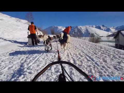 Balade en chien de traîneau à l'Alpe d'Huez