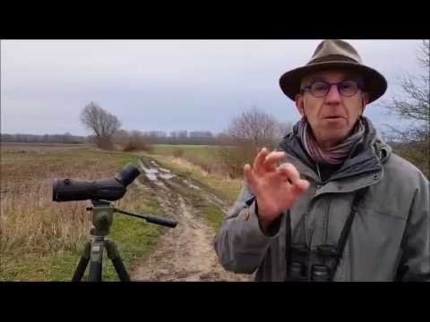 Il imite les grues à la perfection