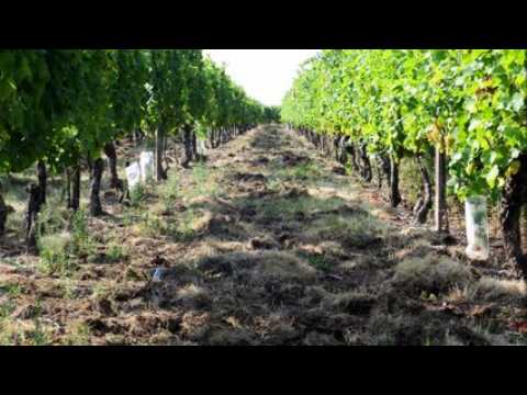 Obélics et les sangliers à Urbeis