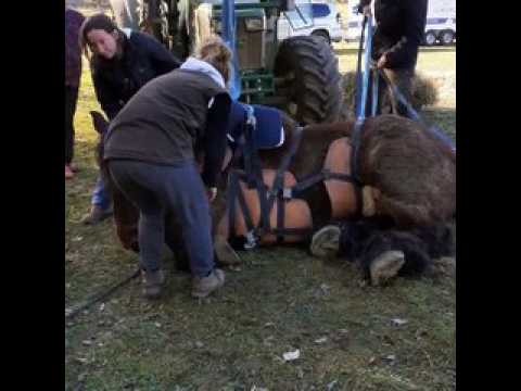 Eternoz : Sauvetage d'un cheval