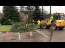 Vidéo. Un arbre victime de la tempête Ciara derrière la mairie de Saint-Etienne-lès-Remiremont