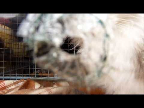 Pompierre : il tire sur un chat derrière la vitre d’une maison