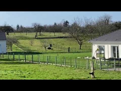 Un sanglier et un chien s'affrontent dans un jardin de Vavincourt (55)