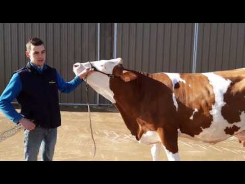 La race Montbéliarde à l’honneur au salon de l’agriculture