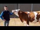La race Montbéliarde à l’honneur au salon de l’agriculture