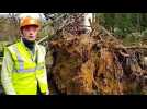 Chutes d’arbres et de branches : la forêt est dangereuse