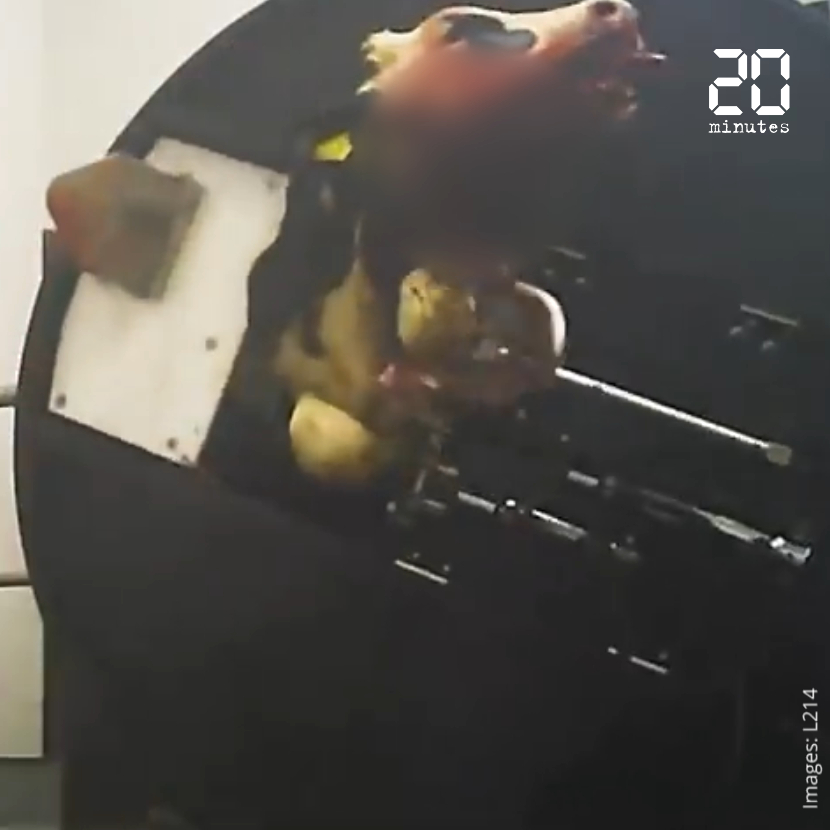 VIDEO. L’abattoir de veaux dénoncé par L214 fera l’objet d’une « enquête approfondie »