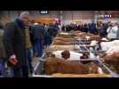 Le marché aux veaux, un rendez-vous incontournable à Saint-Laurent-de-Chamousset