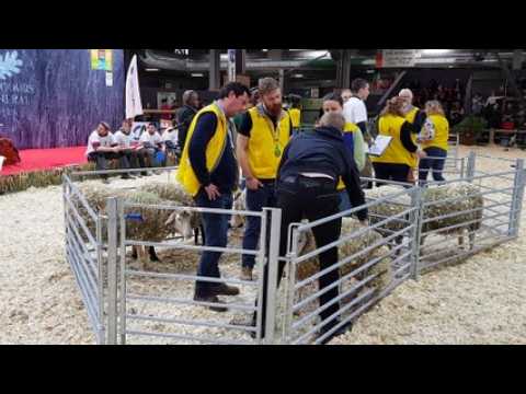 Salon de l'agriculture : les ovinpiades des jeunes bergers