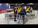 Salon de l'agriculture : les ovinpiades des jeunes bergers