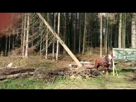 Débardage :  des chevaux contre les scolytes