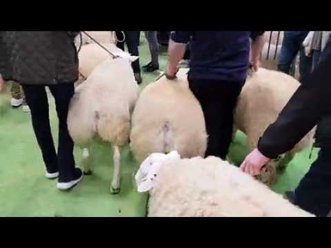 Salon de l'agriculture : zoom sur le concours ovin Texel auquel participe la famille Lacroix de Chef Haut près de Mirecourt