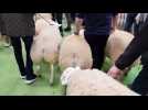 Salon de l'agriculture : zoom sur le concours ovin Texel auquel participe la famille Lacroix de Chef Haut près de Mirecourt