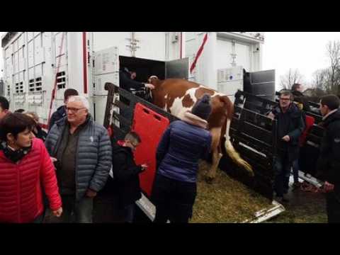 Salon de l'agriculture. Vercel : chargement et départ des montbéliardes pour Paris