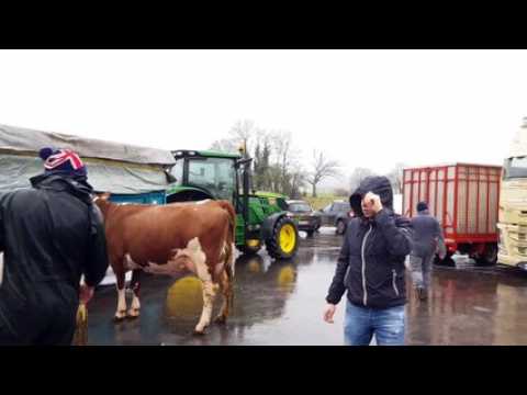 Salon de l'agriculture. Vercel : 14 montbéliardes s'apprêtent à partir pour Paris