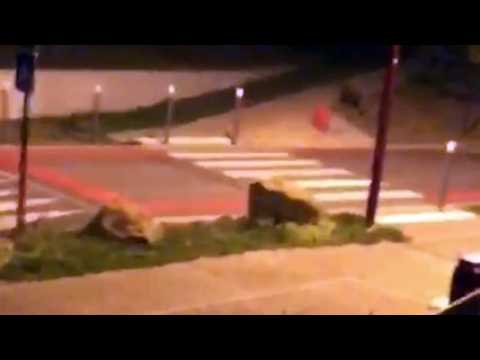 Behren-lès-Forbach : une harde de sangliers en vadrouille dans la cité