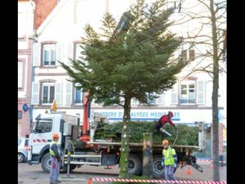 Le sapin de Noël géant de Haguenau quitte la place d'Armes en petits morceaux
