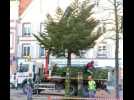 Le sapin de Noël géant de Haguenau quitte la place d'Armes en petits morceaux