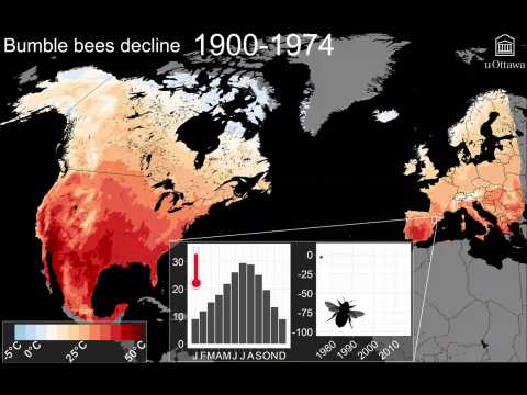 Le lent déclin des bourdons