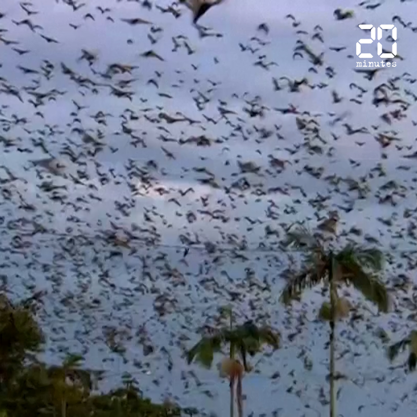 Australie: Une ville envahie par des centaines de milliers de chauves-souris