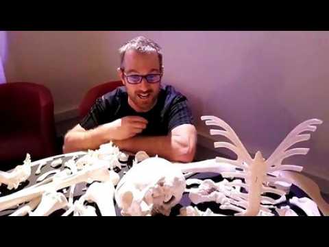 Histoire d'os au Pavillon des sciences à Montbéliard