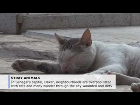 The plight of stray animals on the streets of Senegal