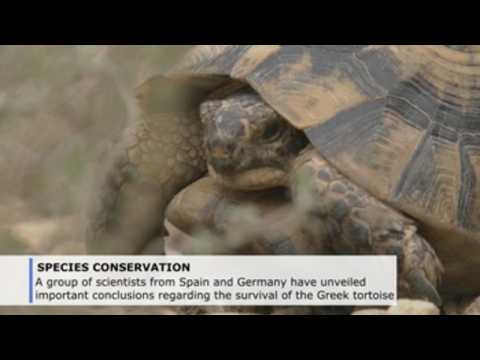 Female Greek tortoise key to survival: storing sperm for up to 4 years