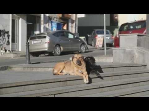 Tbilisi stray dogs, from exclusion to city darlings