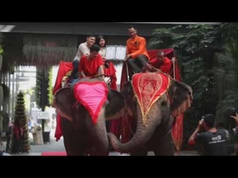 Couples register marriage on elephant back ride in Thailand