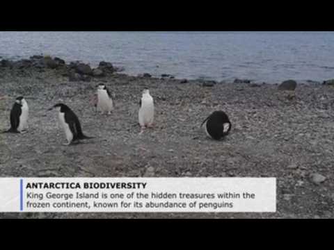 Antarctic vegetation survives under the ice