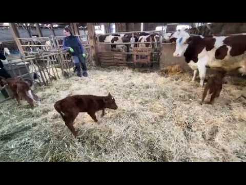 Doubs : une vache donne naissance à des triplés