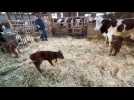 Doubs : une vache donne naissance à des triplés