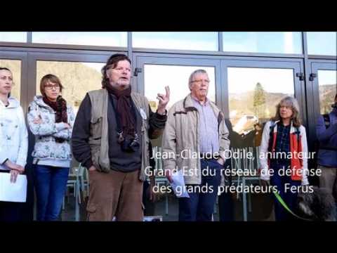 Marche blanche pour le lynx à Saint-Amarin