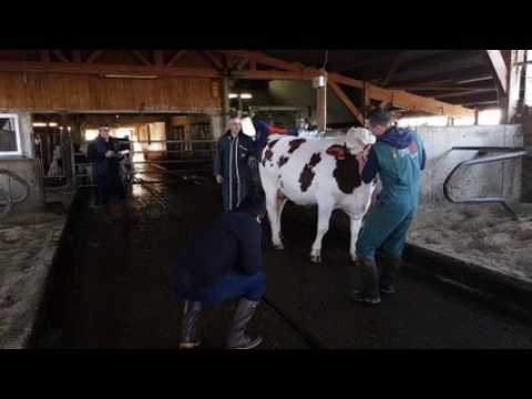 Pierrefontaine-les-Varans. Présélection des montbéliardes pour le salon de l'agriculture à Paris
