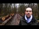 Meuse : les conseils d'Arnaud Apert, technicien à la chambre d'agriculture, aux propriétaires forestiers privés