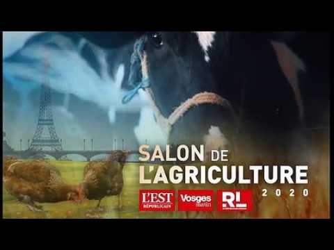 Salon de l’agriculture : tours de piste avec les chevaux de trait comtois