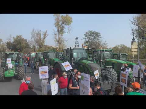 Protest in Valencia in favour of rice sector