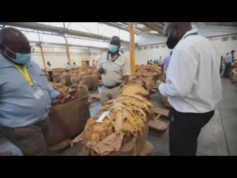 Zimbabwe begins its tobacco sales season