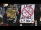 Protests in front of a laboratory in Madrid for alleged animal abuse