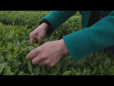 Tea harvesting in China's Guizhou Province