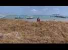 Sargassum season begins in the Mexican coast of Quintana Roo