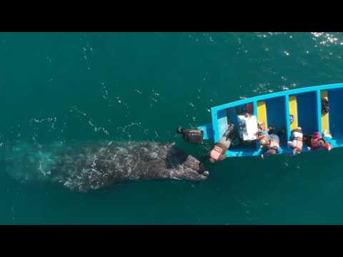 Grey whales boost pandemic-hit tourism in Mexico's Baja California