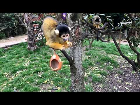 Easter fun with meerkats and squirrel monkeys at ZSL London Zoo