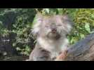 Australia tries to create ‘super koala’ free from deadly diseases