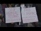 Protest in Barcelona against animal testing