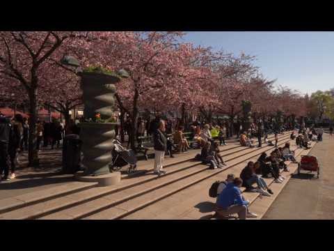 Stockholm residents admire cherry blossoms