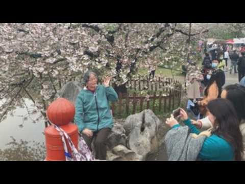 Wuhan recovers its cherry blossom festival one year later
