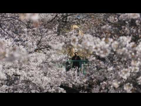 Tokyo enjoys cherry blossoms in full bloom after govt lifts COVID-19 state of emergency