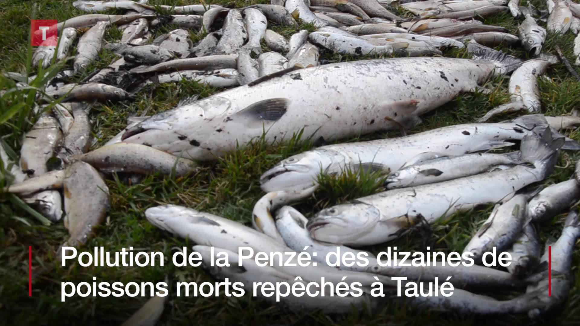 Pollution de la Penzé : des dizaines de poissons morts repêchés à Taulé (Le Télégramme)